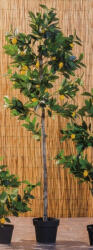  Lamai artificial in ghiveci 20 x 180 cm (60262)