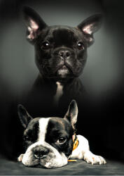  Kutyás Bulldog polár takaró 100x140cm (BRM008885)