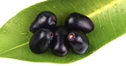  Pruna Java ( Jamun ) Import Pakistan Caserola 500g