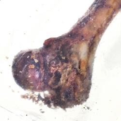 Petmex Ham bone - dog chew - 1 pc(s)