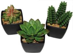  Zöld kövirózsa művirág fekete kaspóban, 6-9 cm, (50433)