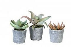 Succulent növény - 12cm (38255)