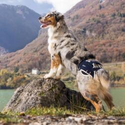  Balto - Dispozitiv de stabilizare și ridicare in cazul displaziei - ortopet - 793,42 RON