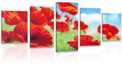 Dovido Tablou 5-piese flori de mac pe luncă - 150x75
