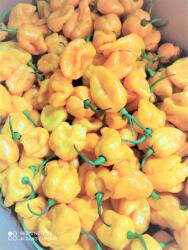  Habanero Sárga - Friss Csípős Paprika 100g (5904555994324)