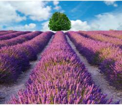 Media Öntapadó és mosható fali tapéta Lavender3, 250 x 200 cm (FOTOTAP9162)
