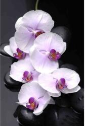 Media Öntapadós tapéta Fehér orchideák kövekkel, 300 x 200 cm (FOTOTAP10373)