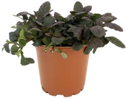  Vinețică (Ajuga) Mahagony (6414)