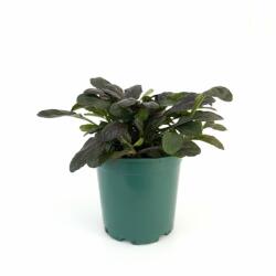  Vinețică (Ajuga) Midnight Mistery (6413)