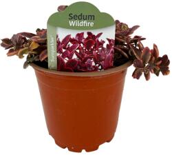  Iarbă grasă (Sedum) Wildfire (6441)