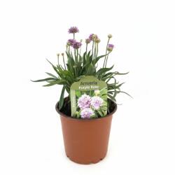  Armeria Ballerina violet/roz (6418)