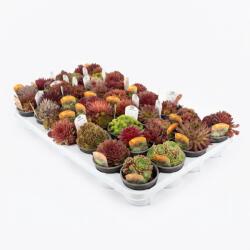  Sempervivum mix (6438)