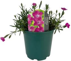  Garofițe (Dianthus) Kahori Pink (6427)
