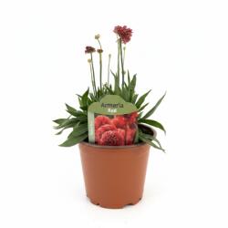  Armeria Ballerina roșie (6419)