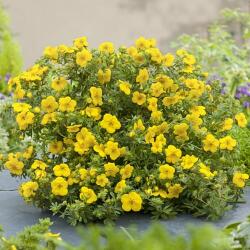  Potentilla Goldfinger (9072)
