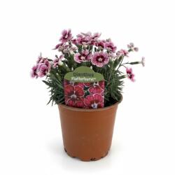  Garofițe (Dianthus) Flutterburst (6429)