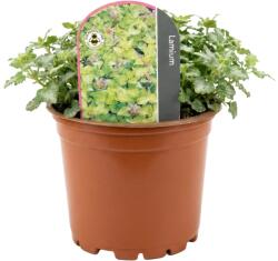  Urzică moartă (Lamium) Anne Green Way (6430)