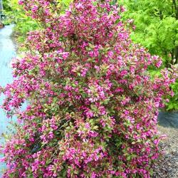  Weigela Victoria (2566)