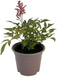  Astilbe astary roșie/albă (6420)