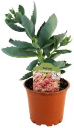  Iarbă grasă (Sedum) Herbstfreude (6437)