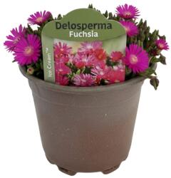  Floare de cristal (Delosperma) Icecream Fuchsia (6426)