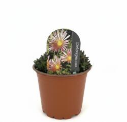 Floare de cristal (Delosperma) Jewel of Desert Rosequartz (6424)