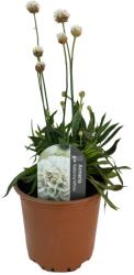  Armeria Ballerina albă (6417)
