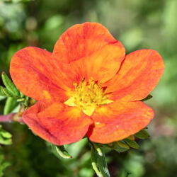  Potentilla Red Ace (2041)