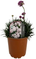  Armeria Armada roz (6416)