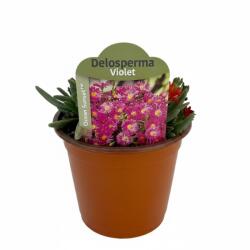  Floare de cristal (Delosperma) Ocean Sunset Violet (6423)