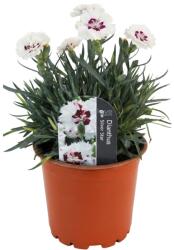  Garofițe (Dianthus) Silver Star (6428)