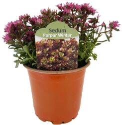  Iarbă grasă (Sedum) Purple Winter (6443)