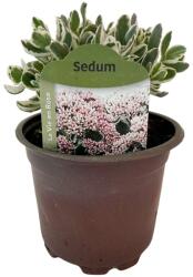  Iarbă grasă (Sedum) La vie en rose (6442)