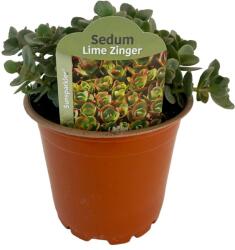  Iarbă grasă (Sedum) Sunsparkler Lime Zinger (6435)