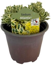  Iarbă grasă (Sedum) Atlantis (6433)