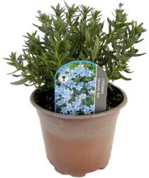  Lithodora Heavenly Blue (6431)