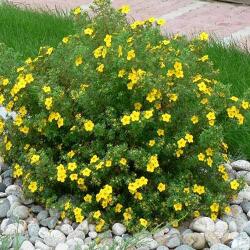  Potentilla Sommerflor (4104)