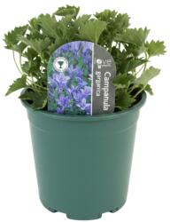  Clopoțel (Campanula) Garganica (6421)