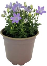  Clopoțel (Campanula) Pearl Blue (6422)