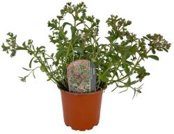  Iarbă grasă (Sedum) Tricolor (6434)