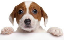  Mapcard 3D Képeslap A/6 Fekvő Jack Russel (MPS48)
