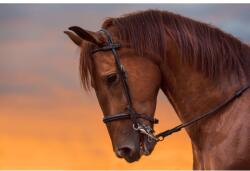 Media Matrica tapéta Animal47 Horse in twilight, 350 x 200 cm (FOTOTAP13136)