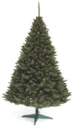  Hegyi fenyő tobozzal - 220 cm