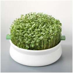 GERMLINE Vas de ceramica cu sita pentru germinare seminte mucilaginoase Germline