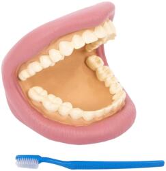 Tickit Model dentar demonstrativ Tickit (5060155730844) Bucatarie copii