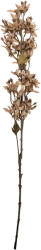 Clayre & Eef Floare artificiala alba maro 10x10x95 cm (5PL0265W)