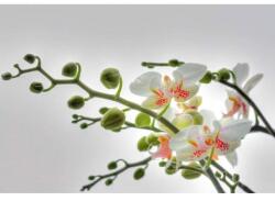 Komar Fototapet floral Orhidee albe