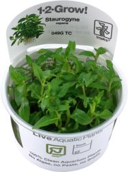 Tropica Staurogyne repens CUP - 1 db