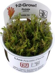 Tropica Rotala wallichii CUP - 1 db