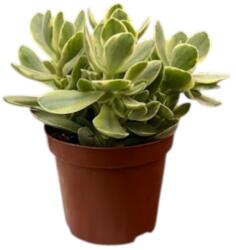  ARCHÍV-Crassula majomfa szobanövény 8, 5 cm-es cserépben